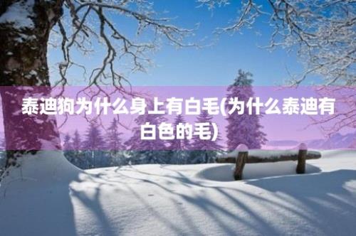 泰迪狗为什么身上有白毛(为什么泰迪有白色的毛)