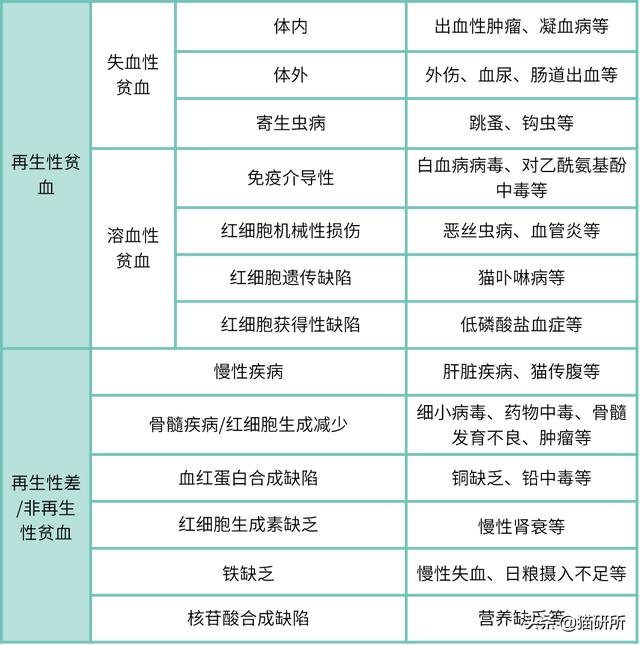 猫咪贫血是什么原因（贫血不是病严重了要喵命）(12)