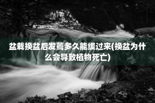 盆栽换盆后发蔫多久能缓过来(换盆为什么会导致植物死亡)