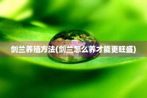 剑兰养殖方法(剑兰怎么养才能更旺盛)