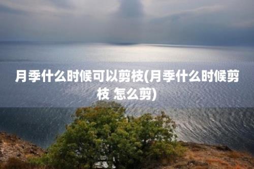 月季什么时候可以剪枝(月季什么时候剪枝 怎么剪)