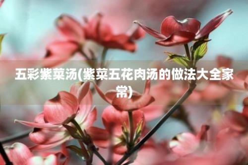 五彩紫菜汤(紫菜五花肉汤的做法大全家常)