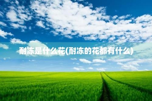 耐冻是什么花(耐冻的花都有什么)