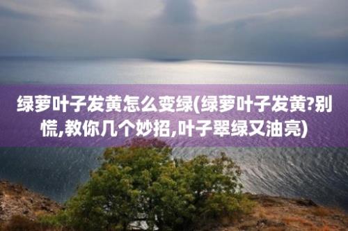 绿萝叶子发黄怎么变绿(绿萝叶子发黄?别慌,教你几个妙招,叶子翠绿又油亮)