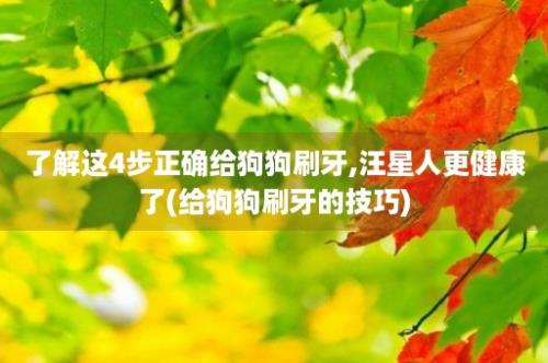 了解这4步正确给狗狗刷牙,汪星人更健康了(给狗狗刷牙的技巧)