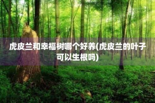 虎皮兰和幸福树哪个好养(虎皮兰的叶子可以生根吗)