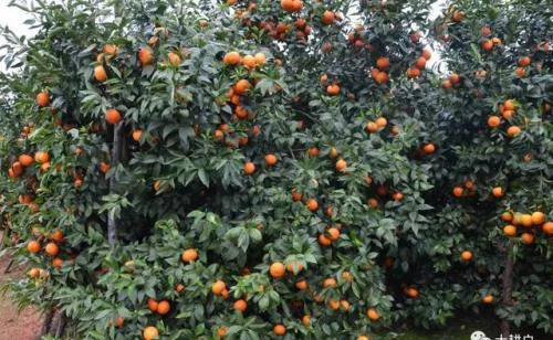 弄懂几个规律，柑橘施肥你就全懂了！