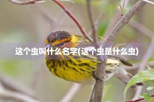 这个虫叫什么名字(这个虫是什么虫)