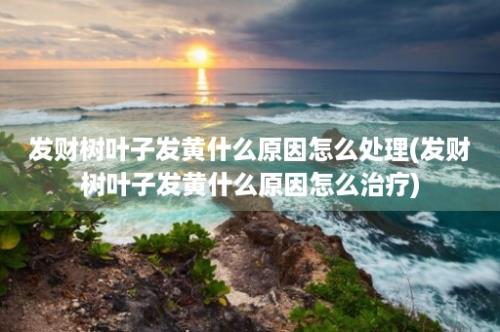 发财树叶子发黄什么原因怎么处理(发财树叶子发黄什么原因怎么治疗)