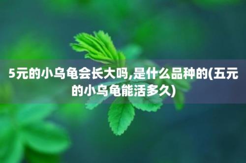 5元的小乌龟会长大吗,是什么品种的(五元的小乌龟能活多久)