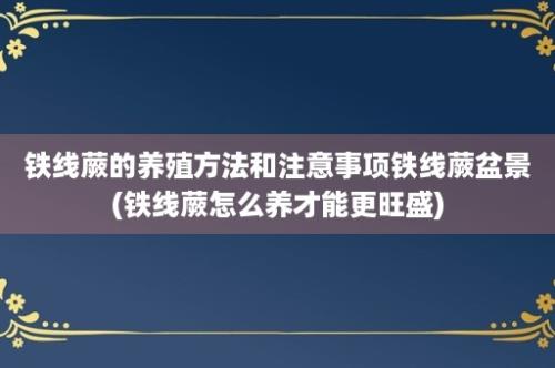 铁线蕨的养殖方法和注意事项铁线蕨盆景(铁线蕨怎么养才能更旺盛)