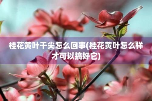 桂花黄叶干尖怎么回事(桂花黄叶怎么样才可以搞好它)