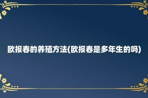 欧报春的养殖方法(欧报春是多年生的吗)