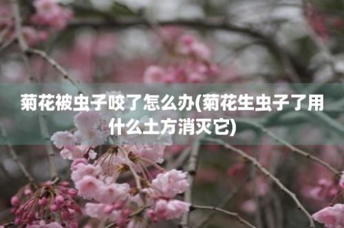 菊花被虫子咬了怎么办(菊花生虫子了用什么土方消灭它)