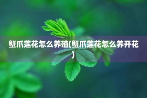 蟹爪莲花怎么养殖(蟹爪莲花怎么养开花)