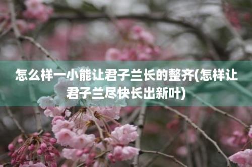 怎么样一小能让君子兰长的整齐(怎样让君子兰尽快长出新叶)