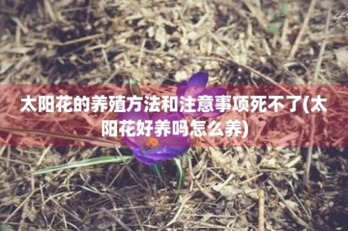 太阳花的养殖方法和注意事项死不了(太阳花好养吗怎么养)