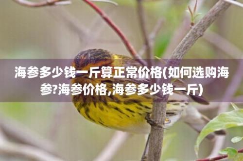 海参多少钱一斤算正常价格(如何选购海参?海参价格,海参多少钱一斤)