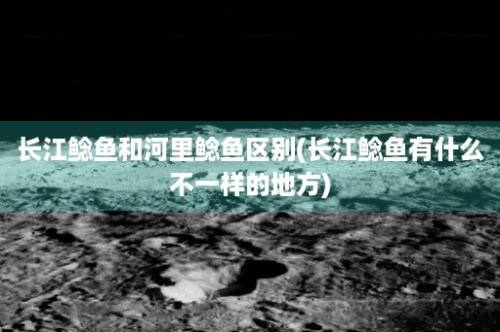 长江鲶鱼和河里鲶鱼区别(长江鲶鱼有什么不一样的地方)