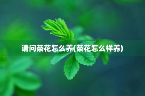 请问茶花怎么养(茶花怎么样养)