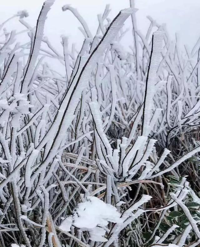 贵州梵净山的冬天雪景（初雪来临梵净山下雪了）(11)