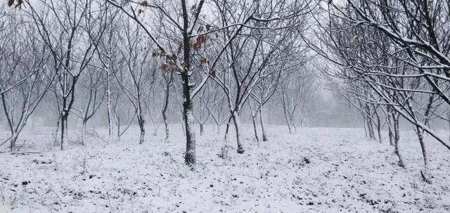 贵州梵净山的冬天雪景（初雪来临梵净山下雪了）(10)