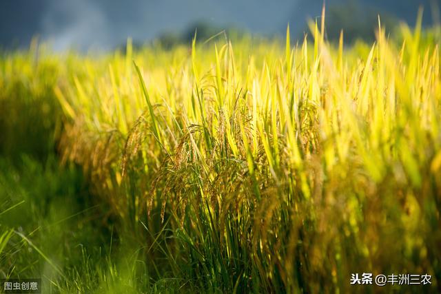 直播粳稻种植技术（单季粳籼稻稀少平栽培法）(2)