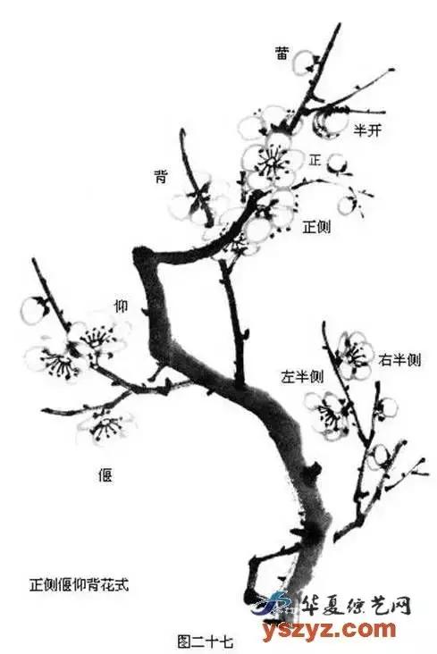 国画初学者入门步骤画梅花（大家一起学学国画梅花的各种画法）(20)