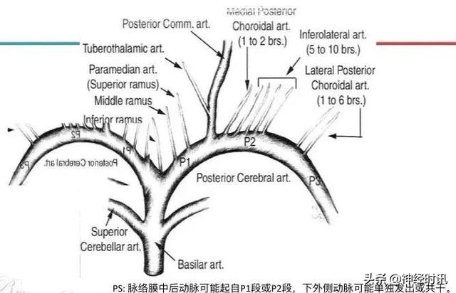 丘脑解剖结构图及功能（丘脑的解剖生理功能）(24)