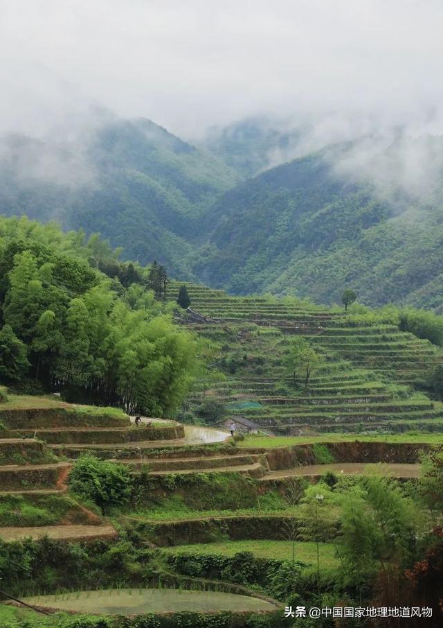 中国哪里的杨梅最出名（果大核小，酸甜适口）(20)