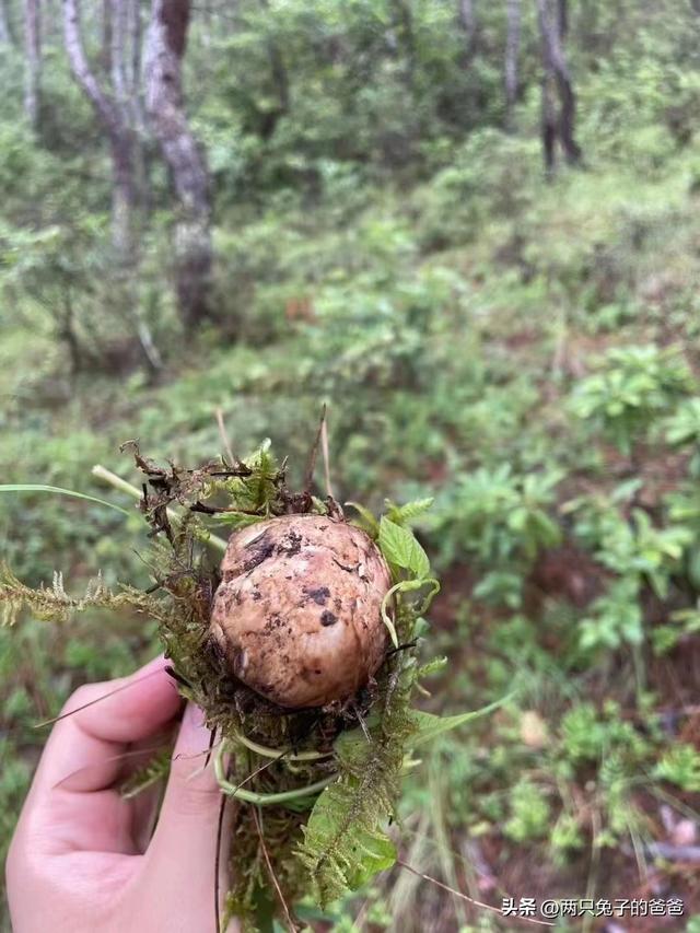 家常炖鸡的正确方法窍门（松茸煲土鸡汤）(4)