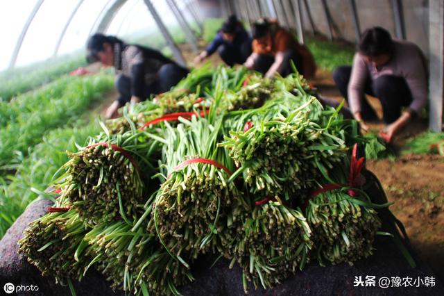 露地韭菜灰霉病如何防治（韭菜灰霉病易发危害大）(7)