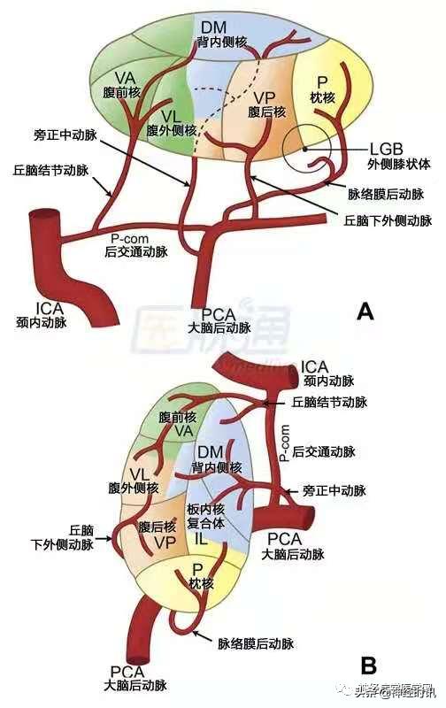 丘脑解剖结构图及功能（丘脑的解剖生理功能）(5)