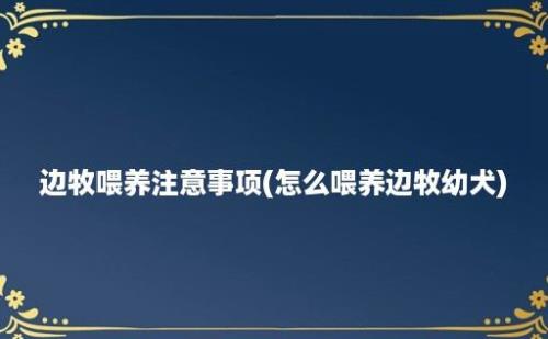 边牧喂养注意事项(怎么喂养边牧幼犬)