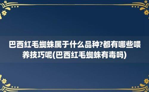 巴西红毛蜘蛛属于什么品种?都有哪些喂养技巧呢(巴西红毛蜘蛛有毒吗)