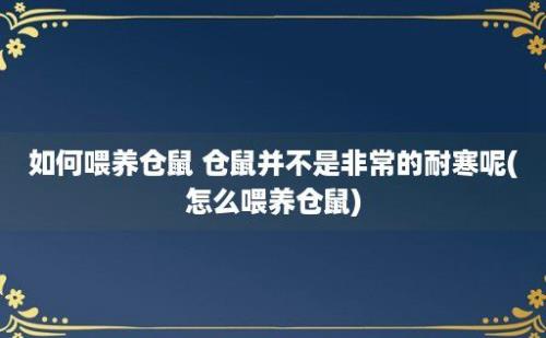 如何喂养仓鼠 仓鼠并不是非常的耐寒呢(怎么喂养仓鼠)