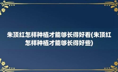 朱顶红怎样种植才能够长得好看(朱顶红怎样种植才能够长得好些)