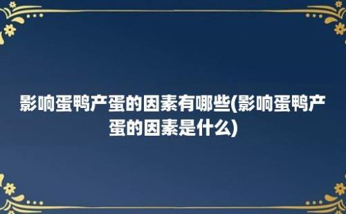 影响蛋鸭产蛋的因素有哪些(影响蛋鸭产蛋的因素是什么)