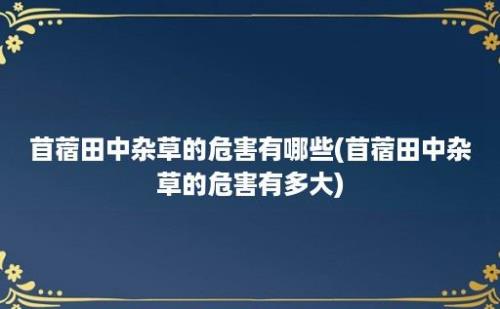 苜蓿田中杂草的危害有哪些(苜蓿田中杂草的危害有多大)