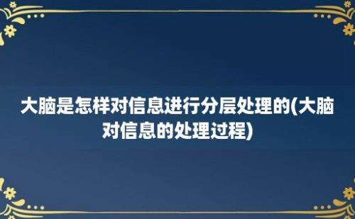 大脑是怎样对信息进行分层处理的(大脑对信息的处理过程)