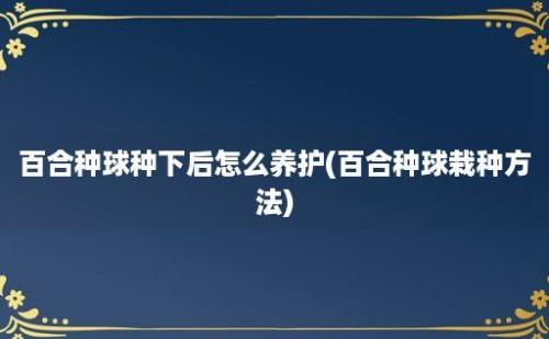 百合种球种下后怎么养护(百合种球栽种方法)