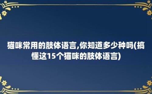 猫咪常用的肢体语言,你知道多少种吗(搞懂这15个猫咪的肢体语言)