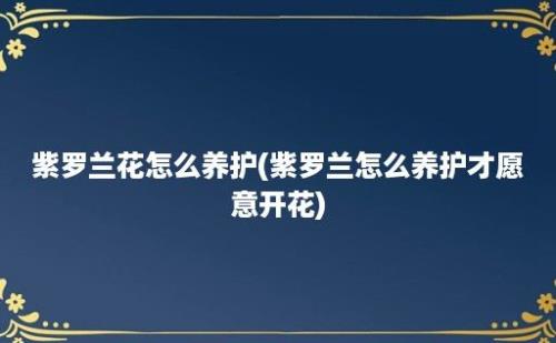 紫罗兰花怎么养护(紫罗兰怎么养护才愿意开花)