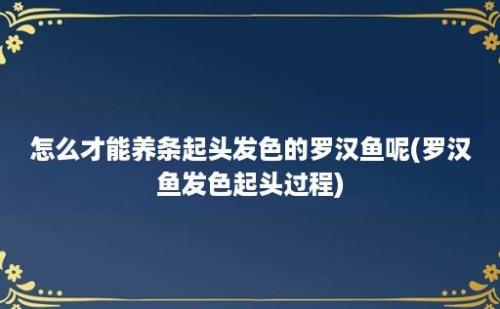 怎么才能养条起头发色的罗汉鱼呢(罗汉鱼发色起头过程)