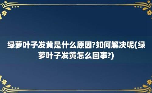 绿萝叶子发黄是什么原因?如何解决呢(绿萝叶子发黄怎么回事?)