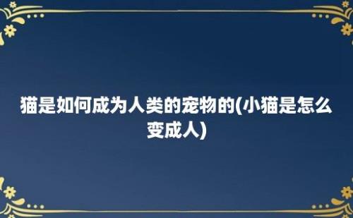 猫是如何成为人类的宠物的(小猫是怎么变成人)