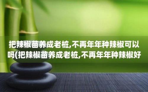 把辣椒苗养成老桩,不再年年种辣椒可以吗(把辣椒苗养成老桩,不再年年种辣椒好吗)