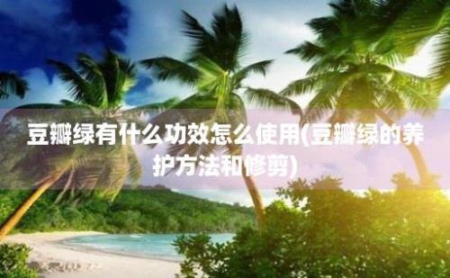 豆瓣绿有什么功效怎么使用(豆瓣绿的养护方法和修剪)