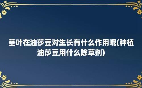 茎叶在油莎豆对生长有什么作用呢(种植油莎豆用什么除草剂)