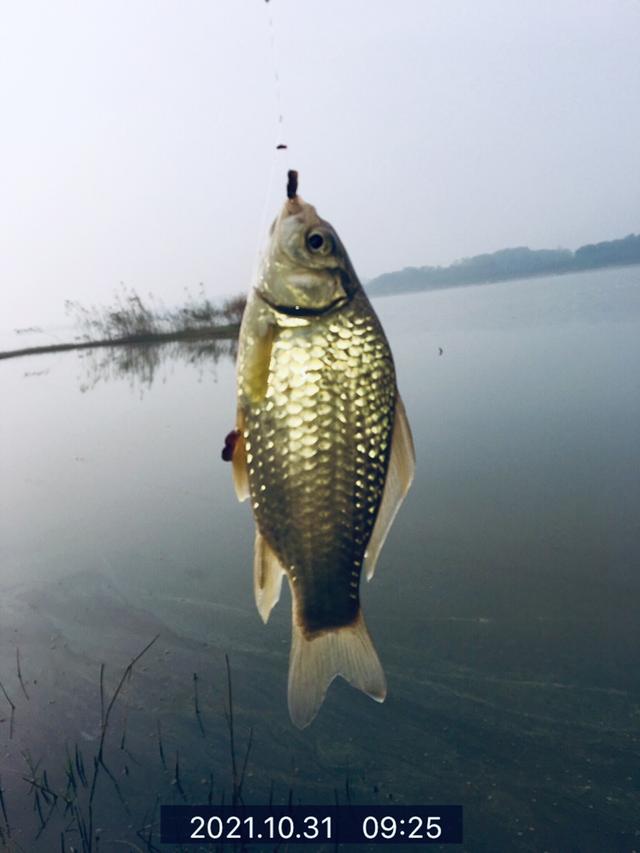 冬天大水面野钓怎么选位置（斜风细雨鏖战团头湖）(4)